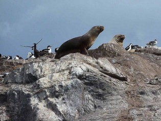 The Burdwood Bank, soon to become a protected area, is home to sea lions and a wide variety of other marine species. Credit: Edith Schreurs CC BY-SA 2.0