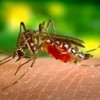 mosquito