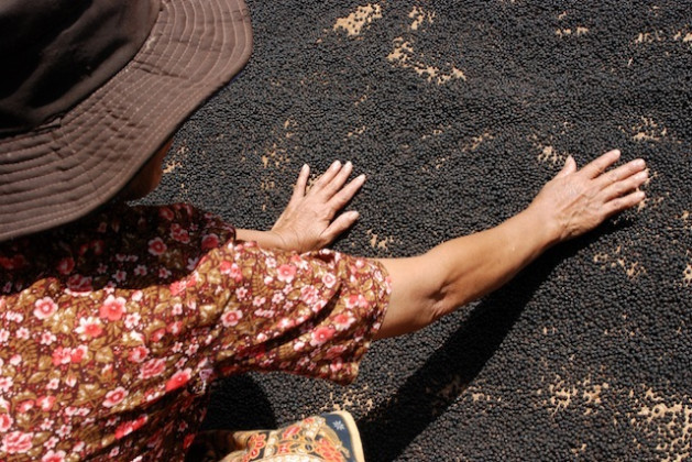 A Cambodian woman dries Kampot peppercorns in the sun. Credit: IPS