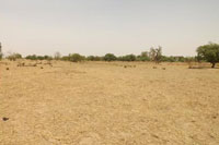 Land degradation in Burkina Faso. The country’s forests are under pressure from the expansion of farming areas. Courtesy: Burkina Faso Ministry of Environment and Sustainable Development
