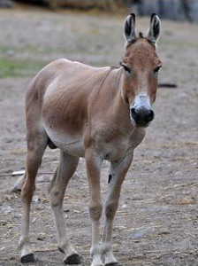 The Mongolian Wild Ass or Khulan is fast disappearing. Credit: Harlequeen/CC BY 2.0