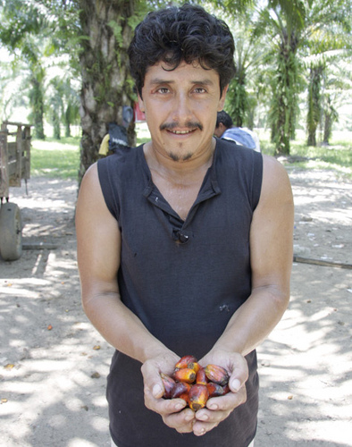 A member of the Aguan Valley Palm Producers Association holds the fruit from which palm oil is extracted. Credit: USDA/cc by 2.0