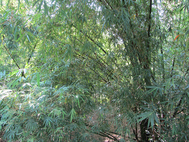 Bamboo Could Be a Savior for Climate Change, Biodiversity | Inter Press ...