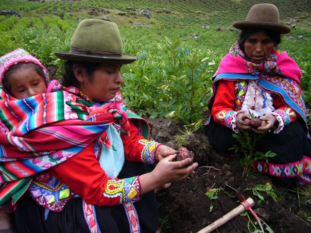 Regina Illamarca and Natividad Pilco, two farmers preserving potato biodiversity in Huama, a community in the department of Cusco, in the Peruvian Andes, and whose crops are being altered by global warming. Credit: Milagros Salazar/IPS