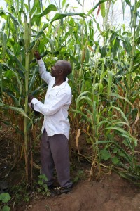 Smallholder farmers in Zimbabwe need adequate and appropriate input to improve their productivity. Credit: Busani Bafana/IPS
