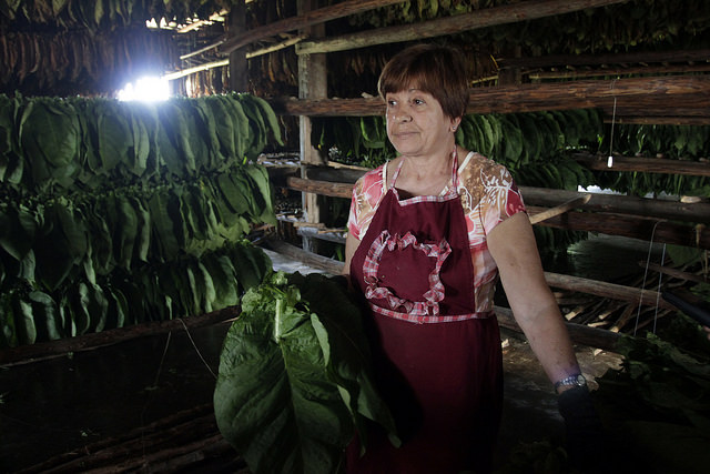 Berta Borrego in the shed where she hangs green tobacco leaves to dry. For over 30 years she has dedicated herself to that task and to selecting the dry leaves for making cigars, on the Rosario plantation in the Cuban municipality of Juan y Martínez. Credit: Jorge Luis Baños/IPS