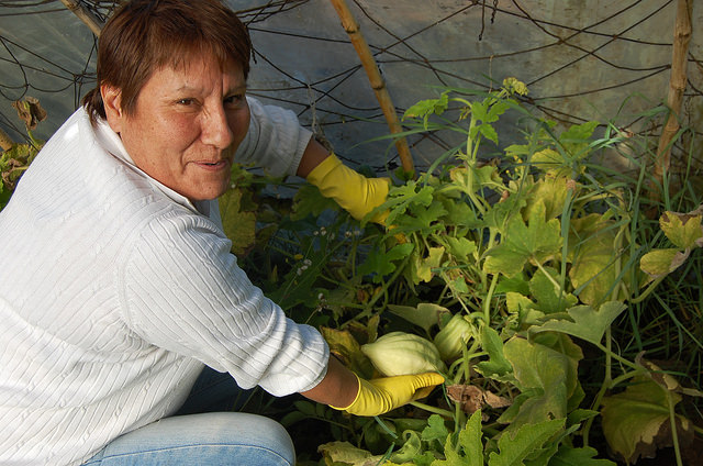 Blanca Molina proudly holds up a young squash, grown organically in one of the four greenhouses she built with her own hands on her small family farm in Villa Simpson, 20 km from Coyhaique, the capital of the Aysén region in the Patagonian wilderness in southern Chile. Credit: Marianela Jarroud /IPS