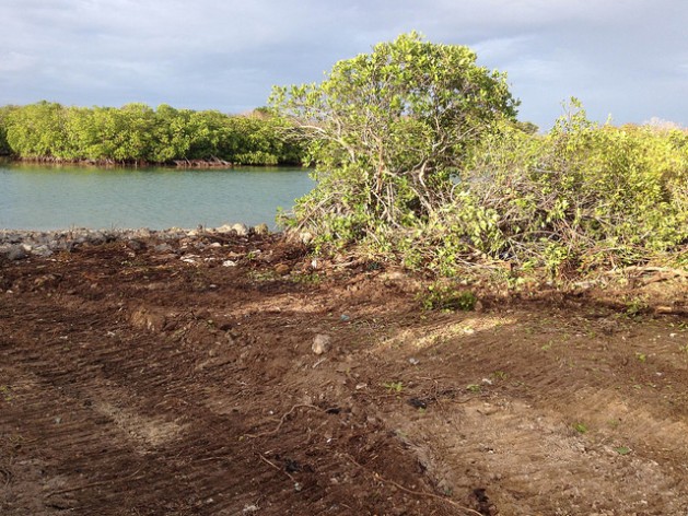 Mangroves being cleared on Antigua's Guiana Island to make way for the construction of a road. Credit: Desmond Brown/IPS