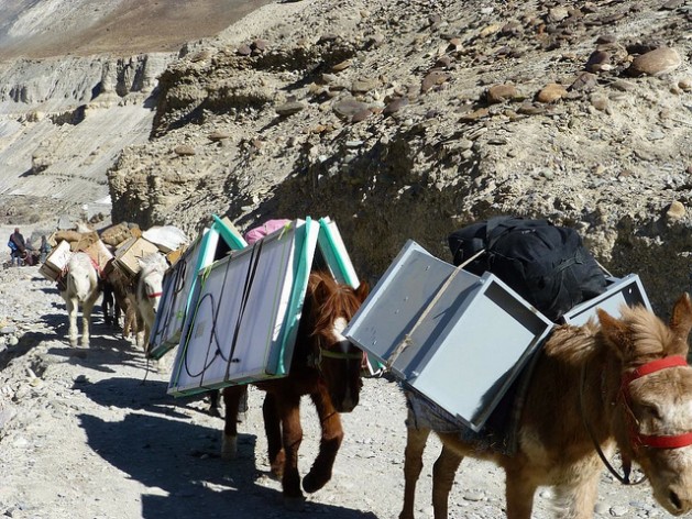 Mules carry a solar energy system to a remote region in the Himalayan desert region of Ladakh. Credit: Athar Parvaiz/IPS