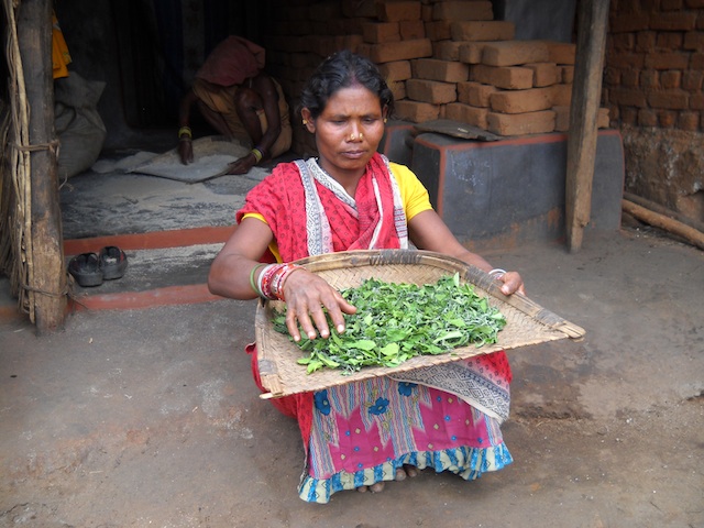 The 'barada' leafy green is sweet, easy to digest and rich in iron. Here, a tribal woman sun-dries the leaves so they can be stored for up to two months. Credit: Manipadma Jena/IPS