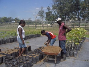 Workers at Jamaica's Bodles Agricultural Station prepare fruit tree seedlings for distribution. Credit: Zadie Neufville/IPS