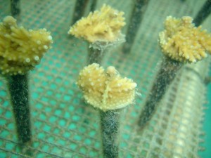 A total of 60 fragments from five species of corals have been placed on the trees in the coral nursery. Credit: Andrew Ross