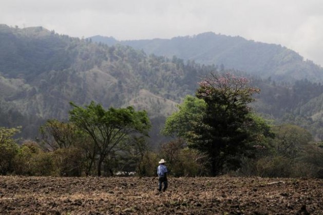 A Honduran peasant on his small farm. Two-thirds of rural families in Central America depend on family farming for a living. Credit: Neil Palmer/CIAT