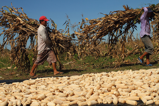 Two farmers carry dry leaves of corn, after the harvest of field-dried corn, on a parcel of land belonging to the Mangrove Association, one of the cooperatives that produce native corn seeds in El Salvador. Credit: Edgardo Ayala/IPS