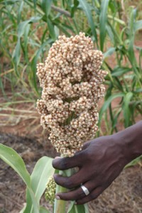 Science research can help Africa develop better yielding crops for boost food and nutritional security. Credit: Busani Bafana/ IPS