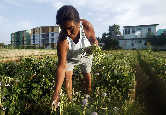 A woman picks organic beans on the La Sazón organoponic farm in the Casino Deportivo neighbourhood of Havana, which forms part of the country’s urban agriculture system. Credit: Jorge Luis Baños/IPS