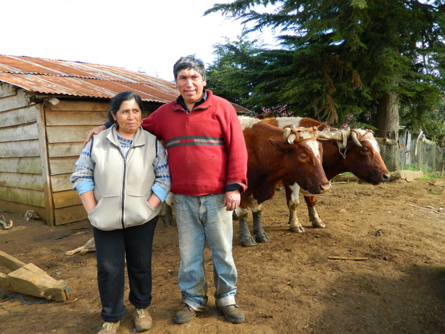 This Mapuche couple, Luis Aillapán and his wife Catalina Marileo, were tried and convicted under an anti-terrorism law for protesting the construction of a road across their land, which violated their land rights. Credit: Marianela Jarroud/IPS