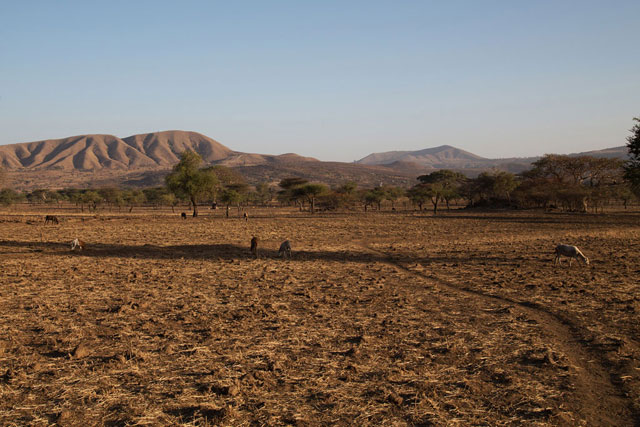 Drought associated with the El Niño phenomenon has severely affected Arsi, Ethiopia. Photo credit: OCHA/Charlotte Cans