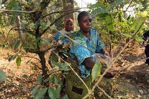 Agro-forestry farmers are tending to the crops in Kigoma, Tanzania. Forests are an integral part of the national agriculture policy with the aim of protecting arable land from erosion and increasing agricultural production. Credit: FAO