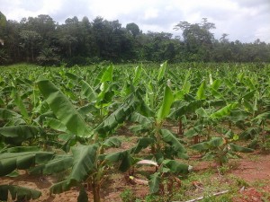 Albert Kanga's plantain farm on the outskirts of Abidjan, Cote d'Ivoire. Credit: Friday Phiri/IPS
