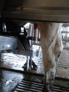 A cow being milked by a milking robot. Photo courtesy of Cornelia Flatten.