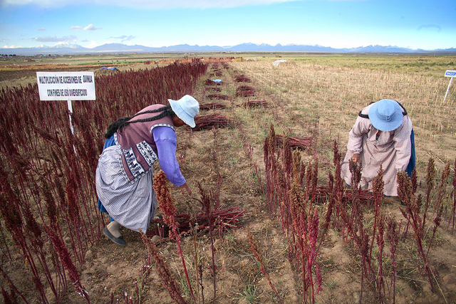 Quechua peasant farmers plant quinoa seeds in Peru’s highlands. Civil society organisations and indigenous peoples are strongly opposed to the commercial use of Latin America’s genetic wealth. Credit: Courtesy of Biodiversity International