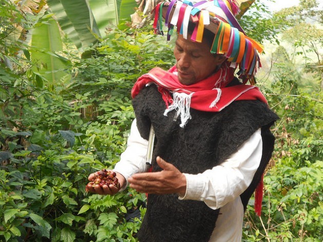 An indigenous peasant farmer holds native coffee grains he grows in the southern Mexican state of Chiapas. The sharing of benefits generated by genetic resources has become a controversial issue throughout Latin America. Credit: Emilio Godoy/IPS
