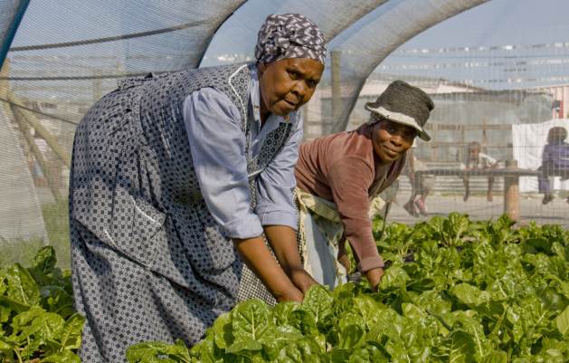 Philippi residents grow organic produce such as spinach, lettuce, spring onions and beetroot in netted food tunnels, for sale to upmarket restaurants in Cape Town as well as for their own table. The FAO Organic Agriculture Programme aims to enhance food security, rural development, sustainable livelihoods and environmental integrity by building capacities of member countries in organic production, processing, certification and marketing. Credit: Kristin Palitza/IPS