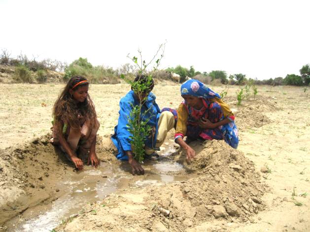 Zainab Samo, along with her son and daughter, planting a lemon seedling on her farm in Oan village in Pakistan’s southern desert district of Tharparkar, to fight the desert’s advance and for a windbreak. In the drylands of India and Pakistan, farmers still maintain many of their traditions of nurturing biodiversity of wild and cultivated food crops and medicinal plants, despite introduction of monocropping by the Green Revolution. Credit: Saleem Shaikh/IPS