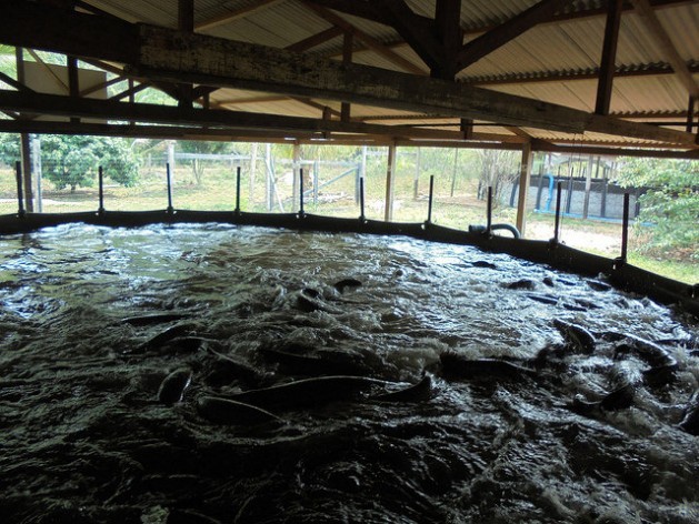 One of the seven tanks on Domingo Mendes da Silva’s farm in Santa Marta, in the northwestern Brazilian state of Rondônia, full of pirarucús or arapaimas, one of the biggest fish in the Amazonian jungle, which are ready to be sold when they reach 14 kilos, and which jump when they are fed. Credit: Mario Osava/IPS