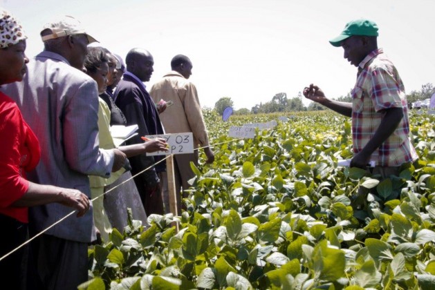 Smallholders need to see new varieties tested in the field. But inclusion also requires information from experts. (Photo: Syngenta Foundation)