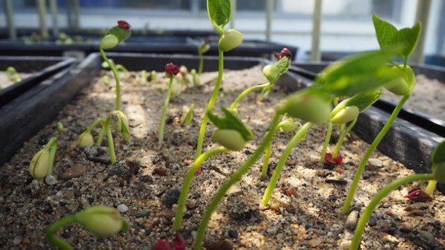 Heat-tolerant beans at CIAT. Beans and other pulses are called superfoods of the future due to their vast geographical range, high nutritional value and low water requirements. Credit: Ida Karlsson/IPS