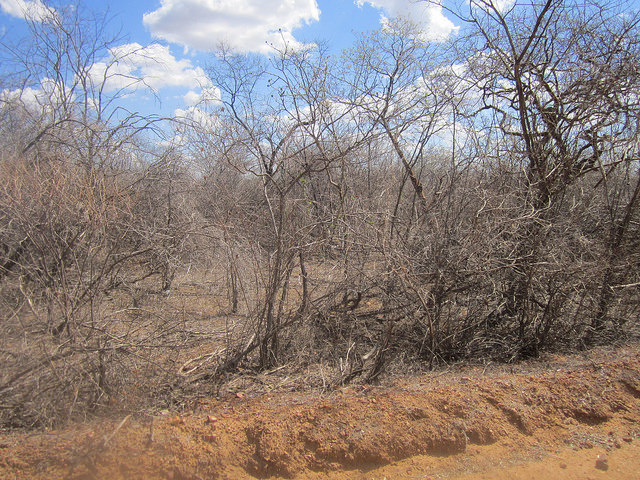 Apparently dead dry vegetation of the caatinga, an ecosystem exclusive to Brazil’s semiarid Northeast. But in general the plants are highly resilient and turn green again after even just a sprinkle. Credit: Mario Osava/ IPS