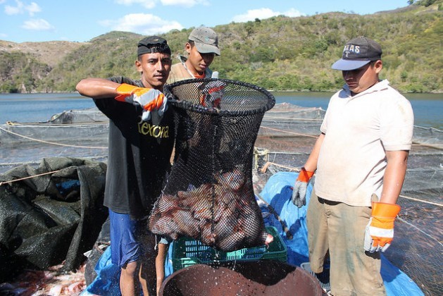 Employees of Grupo Ideal, a participatory company in the village of Paso Real, pull out tilapias ready to be sold, from the José Cecilio del Valle reservoir. An innovative credit system is helping family farmers in poor rural areas of Honduras, who have been excluded by the banking system. Credit: Thelma Mejía/IPS