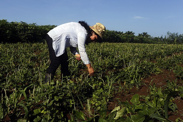 Iraida Semino picks green beans (Phaseolus vulgaris) on her farm La Maravilla, which belongs to the Roberto Negrín González Credit and Services Union in the municipality of La Lisa, on the outskirts of the Cuban capital. Credit: Jorge Luis Baños/IPS