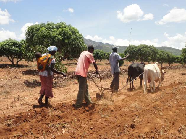 A family in Kenya's semi-arid area till the soil in preparation for the next planting season - Photo: Courtesy of FAO
