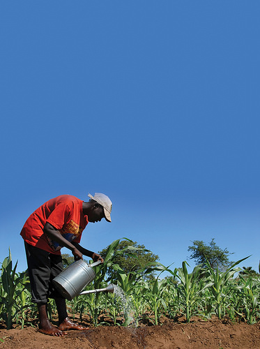 A farmer manually irrigates a cornfield in Barbados. In recent years, nearly all of the countries in the Caribbean have been experiencing prolonged drought, posing significant challenges to food production in one of the regions most vulnerable to climate change. Credit: Desmond Brown/IPS