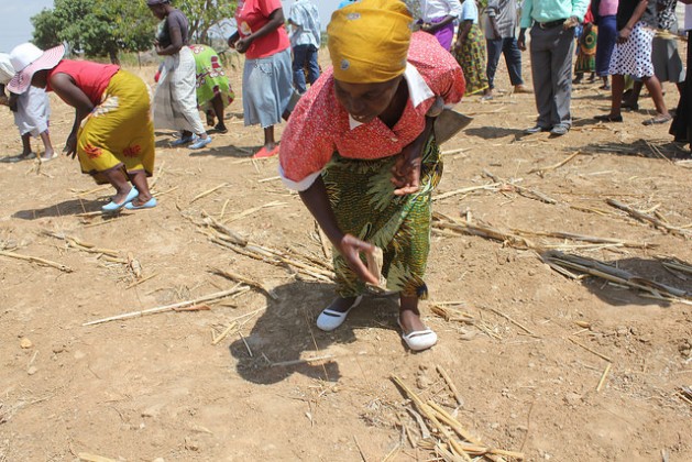Women do demonstrations during a Food and Agriculture Organization (FAO) Farmer Field Schools training in Zimbabwe. Credit: Sally Nyakanyanga/IPS