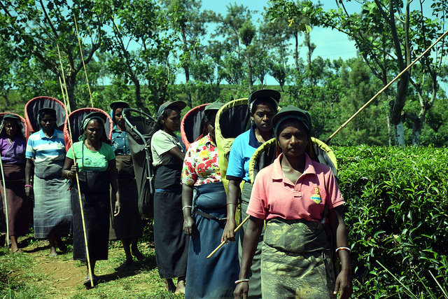 Harvesters in Sri Lanka’s Bearwell tea estate, which has adopted sustainable land management along its supply chain. Credit: Stella Paul/IPS