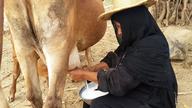 Al Hudaydah, Yemen. A female dairy farmer milks her cow.  Credit: FAO/Chedly Kayouli