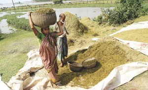 Farmers sorting out the remains of their submerged Boro crops to use them as fodder at a village in Sunamganj. Photo: Sheikh Nasir