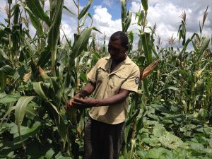 Insurance: A Valuable Incentive for Small Farmers’ Climate Resilience