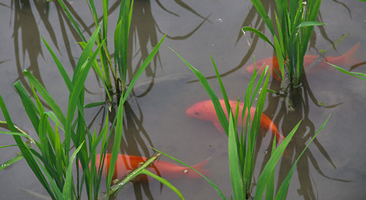 The rice-fish farming system we witnessed here, also recognised as a Globally Important Agricultural Heritage System (GIAHS), represents the wisdom of millennia of farming, nowadays strengthened by innovative aspects such as public private partnership.”