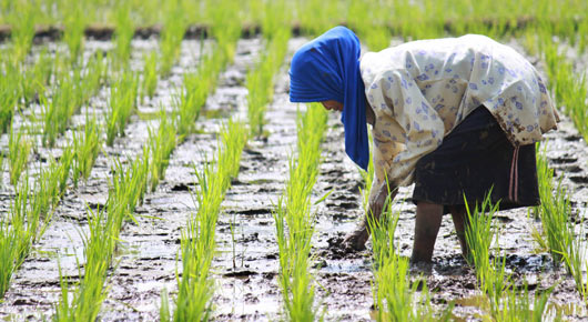 The rice-fish farming system we witnessed here, also recognised as a Globally Important Agricultural Heritage System (GIAHS), represents the wisdom of millennia of farming, nowadays strengthened by innovative aspects such as public private partnership.”