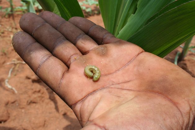 The fall army worm on the march. A farmer in Zimbabwe’s Gwanda District displays the pest that invaded his field. Credit: Busani Bafana/IPS