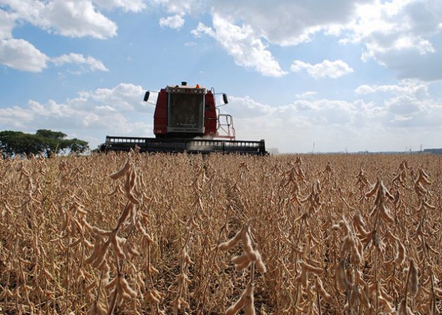 The soybean harvest this year in Brazil will hit record levels and reaffirm that the country is about to displace the United States as the world’s top producer of soy. Credit: Embrapa