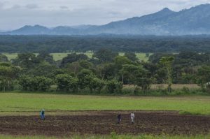 Peasant farmers on a farm in the town of Sébaco, in the northern Nicaraguan department of Matagalpa, part of the Dry Corridor of Central America, where this year rains have been generous, after years of drought. Credit: Wilmer López/IPS