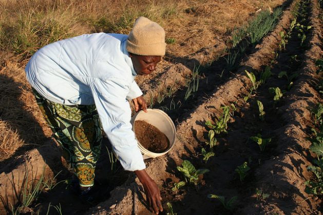 World Food Day - Transforming African Agriculture - World Food Day - Farmer in a field on the outskirts of Bulawayo, Zimbabwe. Credit: Busani Bafana/IPS