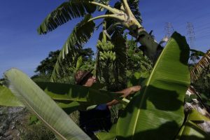 Orlando Corrales grows forage plants interspersed within banana plantations, using the leaves and stems for feeding his cattle on the Jibacoa farm, which is surrounded by live fences, in the south of the Cuban capital. Credit: Jorge Luis Baños/ IPS