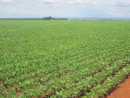 A sea of soy is seen near the city of Porto Nacional, on the right bank of the Tocantins River. The expansion of soy in Tocantins resurrected the North-South Railway, designed in the 1980s with the abstract objective of integrating railway lines east to west, crossing the centre of Brazil, which had little production at that time. Credit: Mario Osava / IPS 